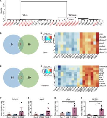 Transcriptome and DNA Methylation Profiles of Mouse Fetus and Placenta Generated by Round Spermatid Injection